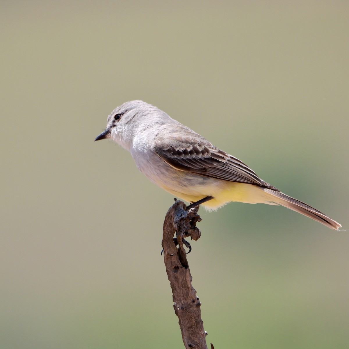 Chapada Flycatcher - ML644925058