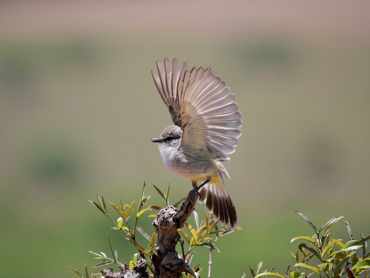Chapada Flycatcher - ML644925060