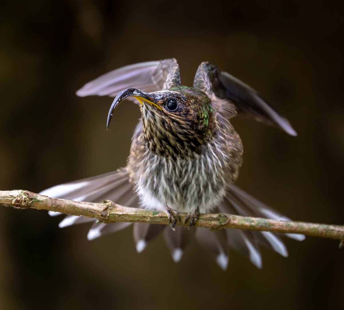 White-tipped Sicklebill - ML644925067