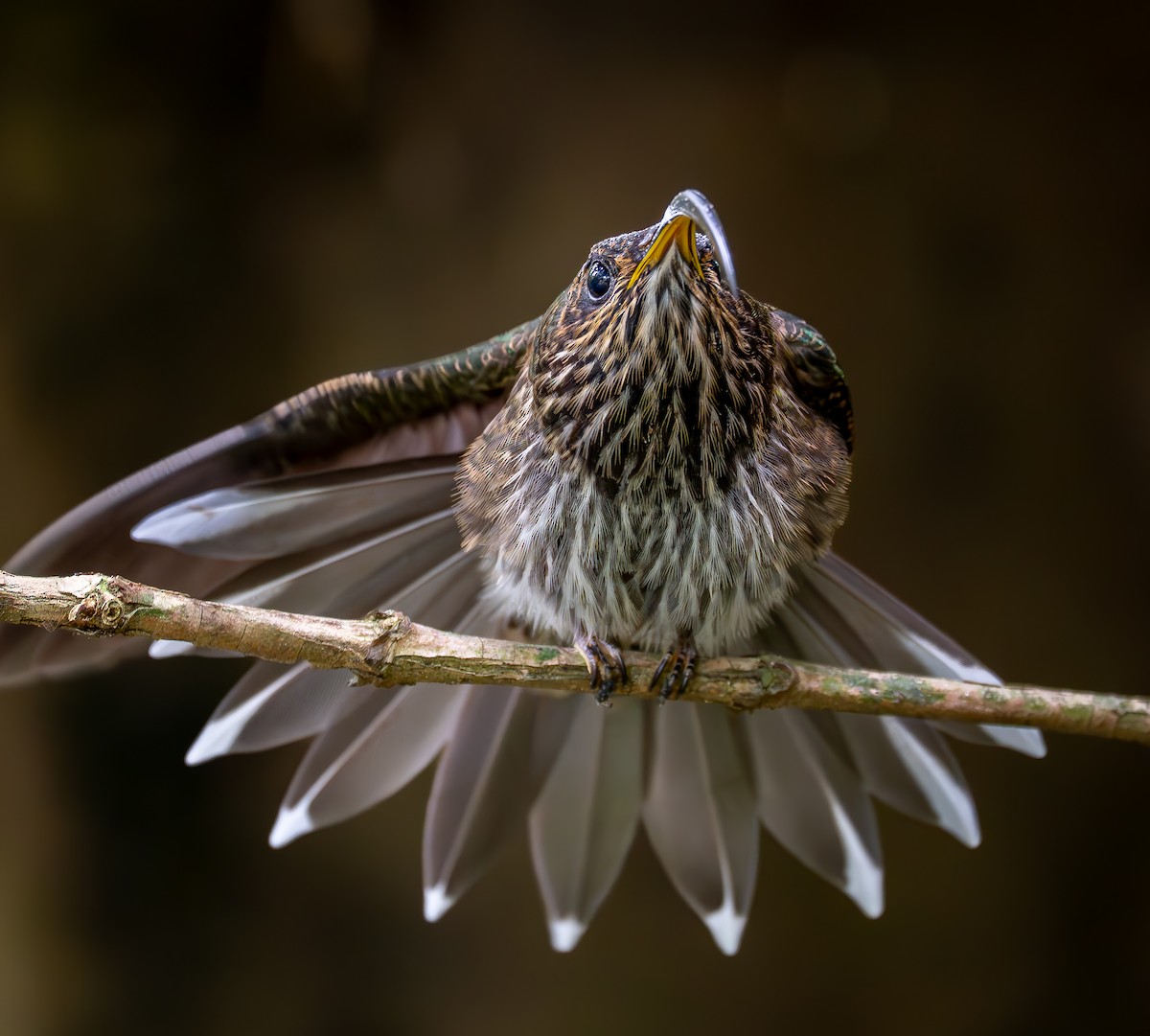 White-tipped Sicklebill - ML644925068