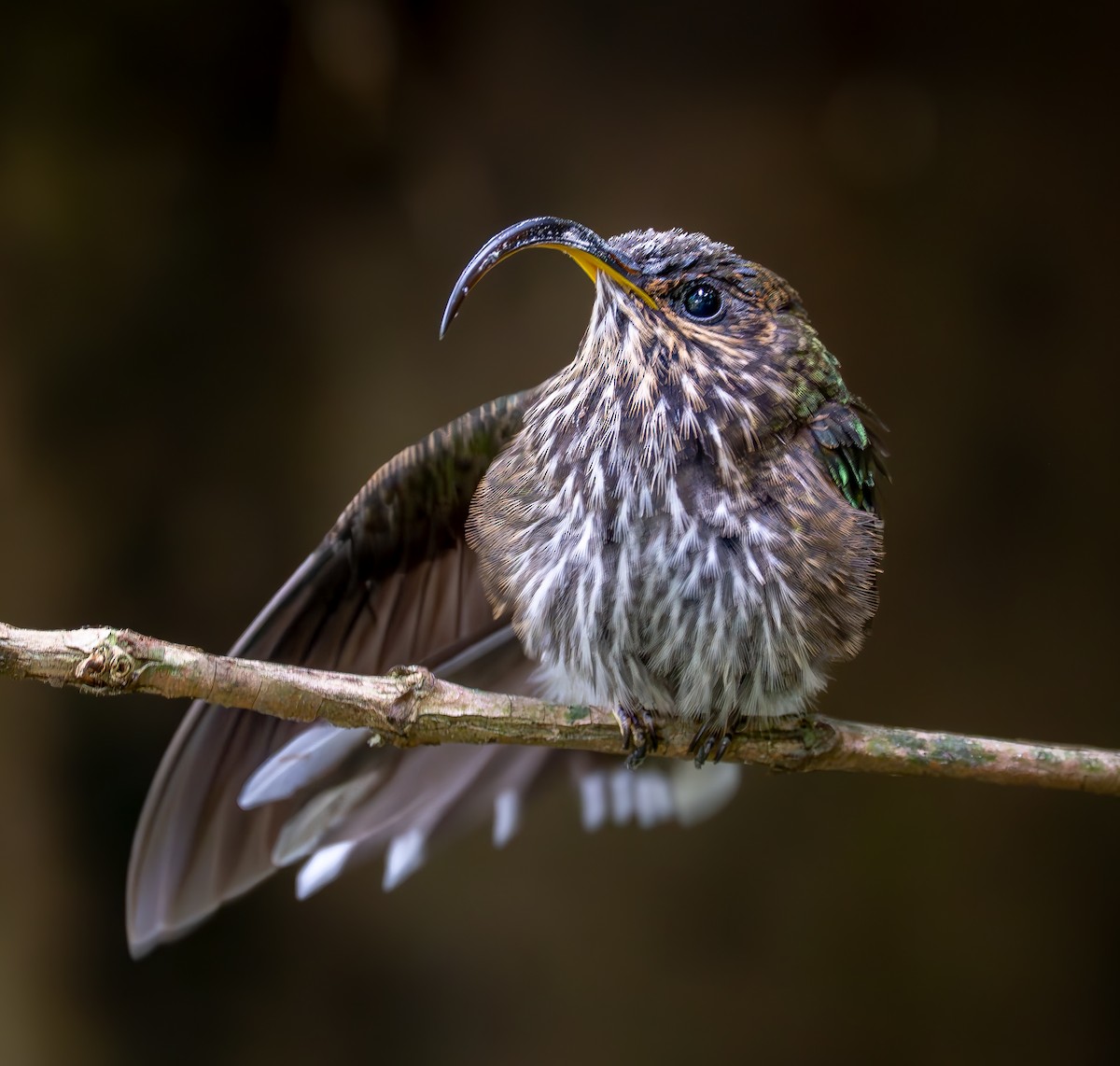 White-tipped Sicklebill - ML644925069