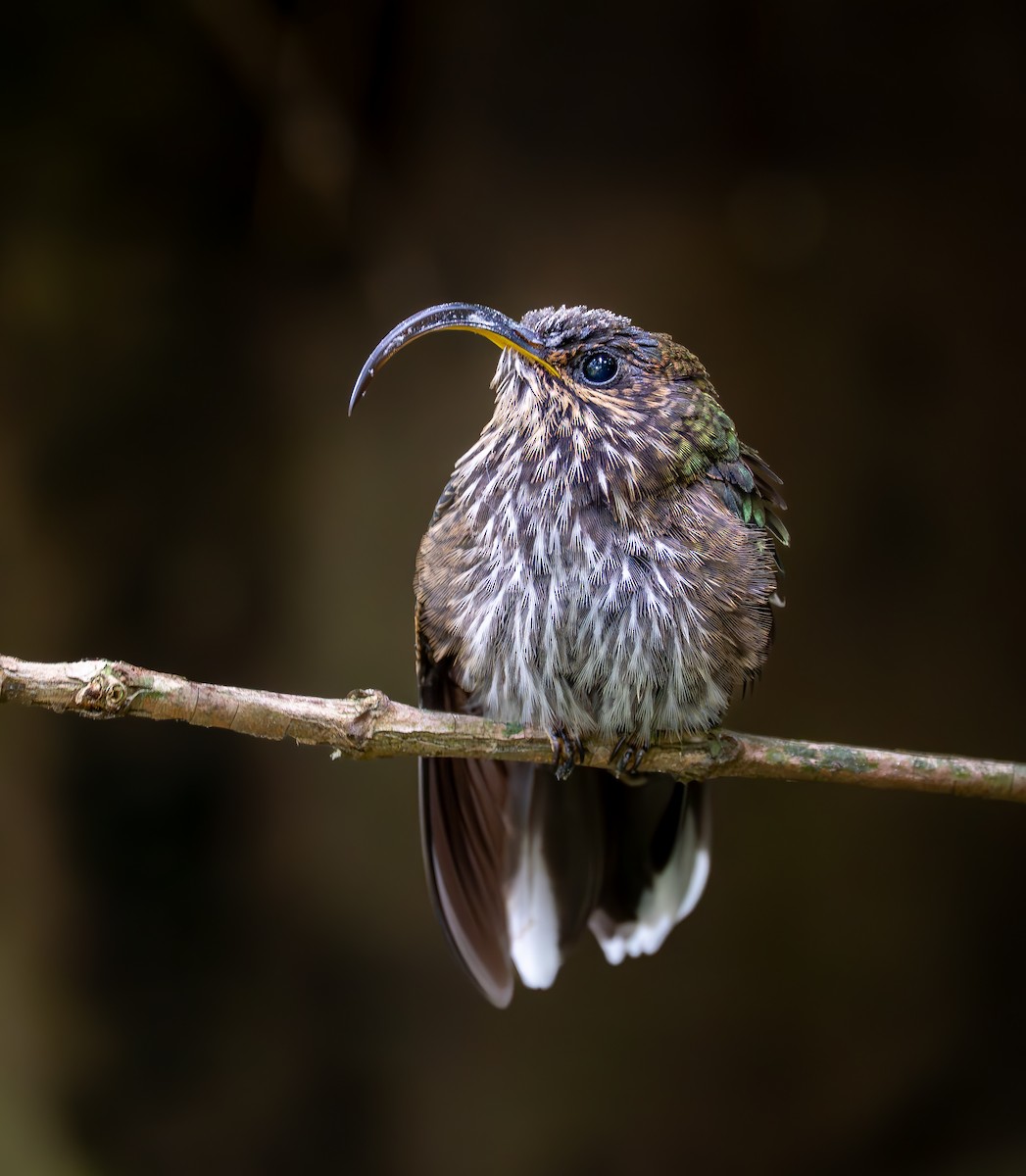 White-tipped Sicklebill - ML644925071