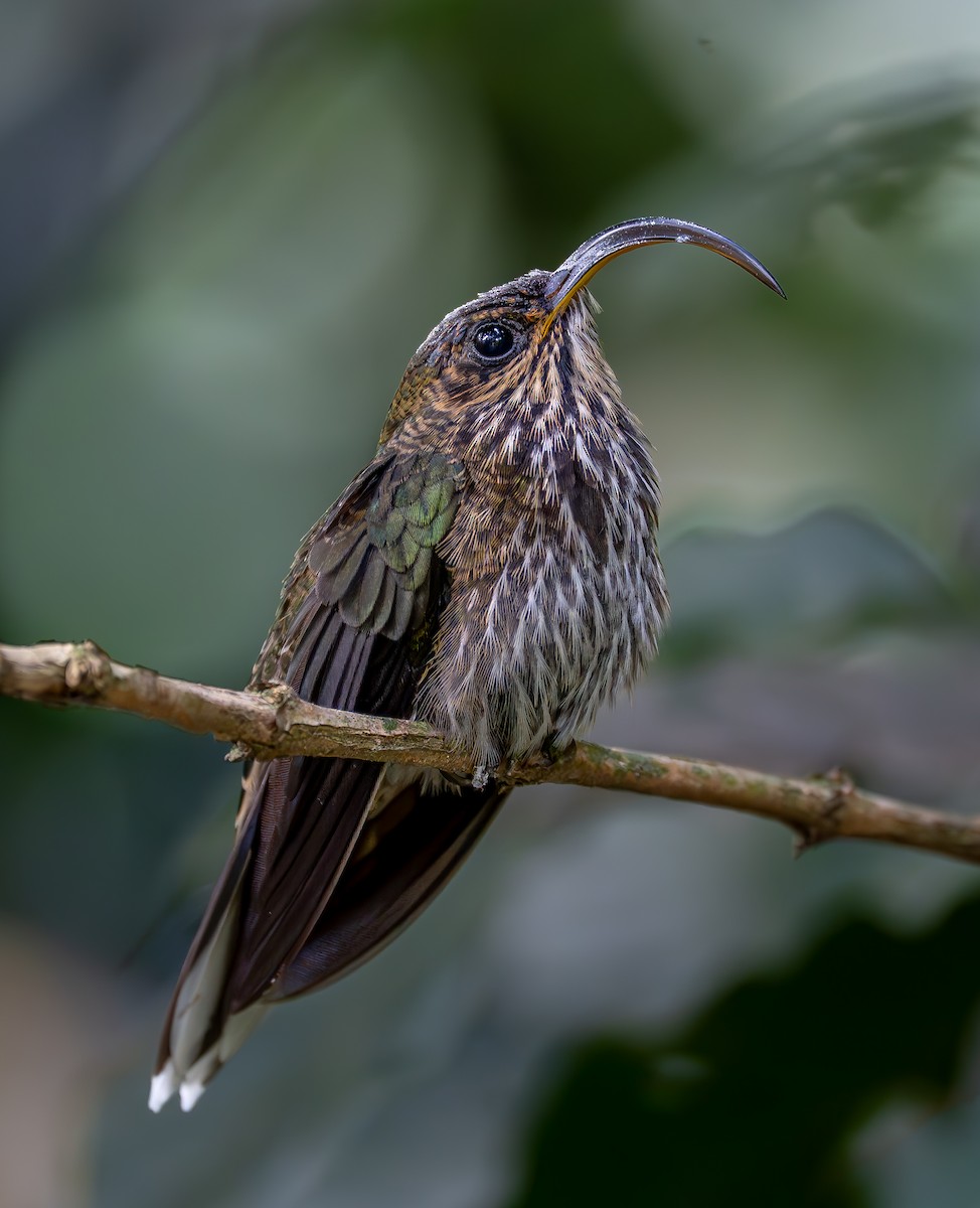 White-tipped Sicklebill - ML644925072