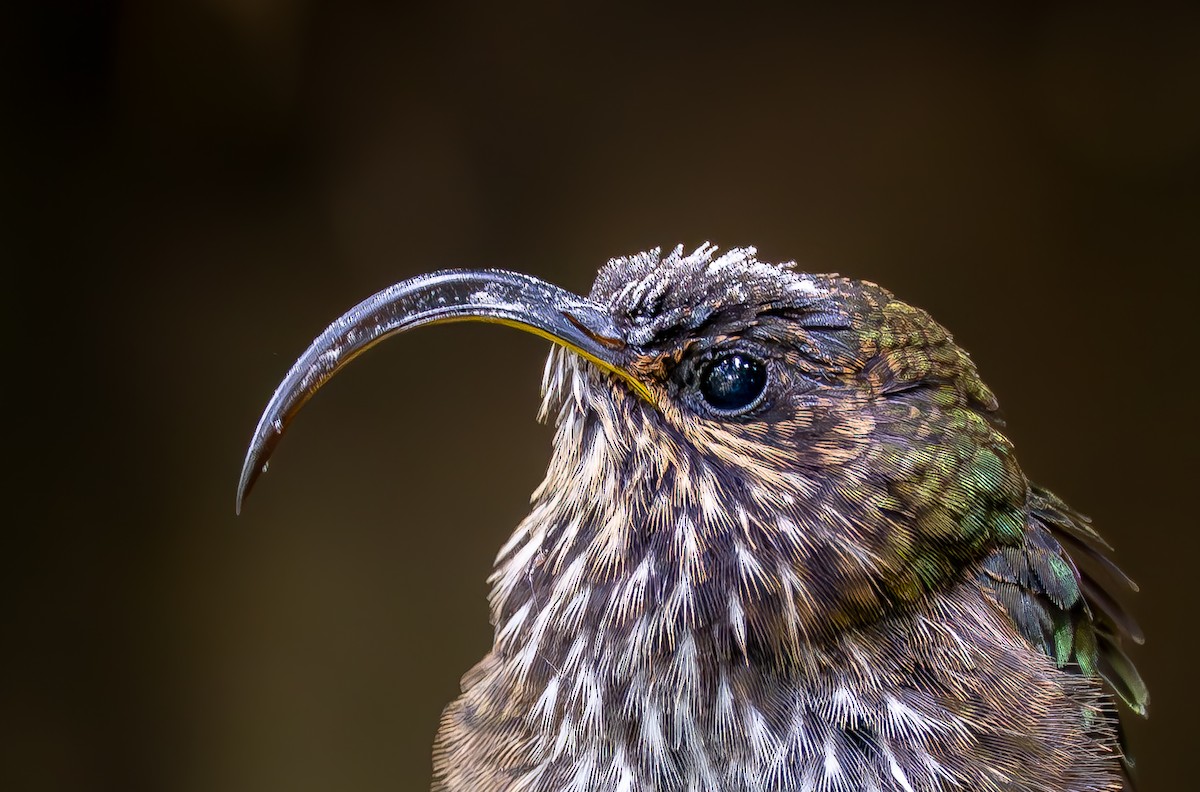 White-tipped Sicklebill - ML644925073