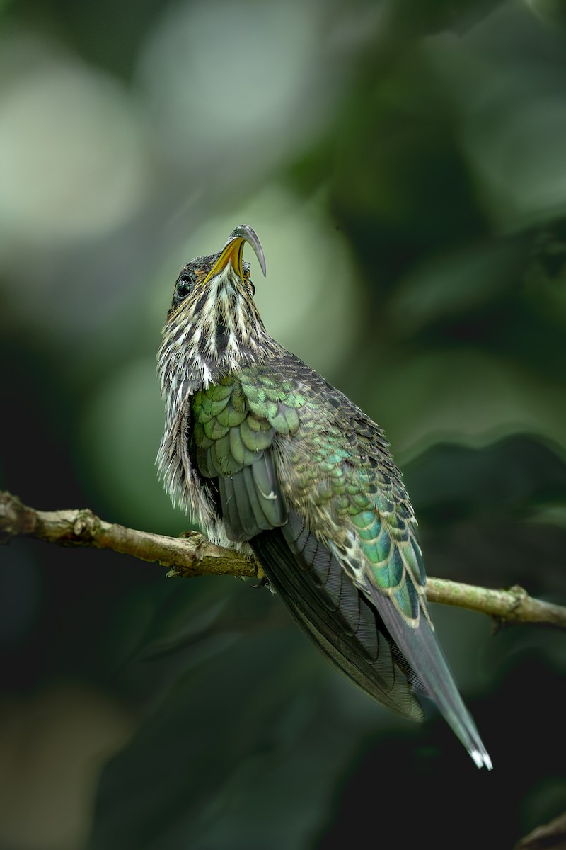 White-tipped Sicklebill - ML644925074
