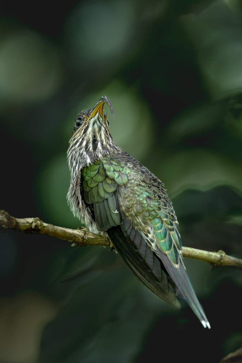 White-tipped Sicklebill - ML644925075