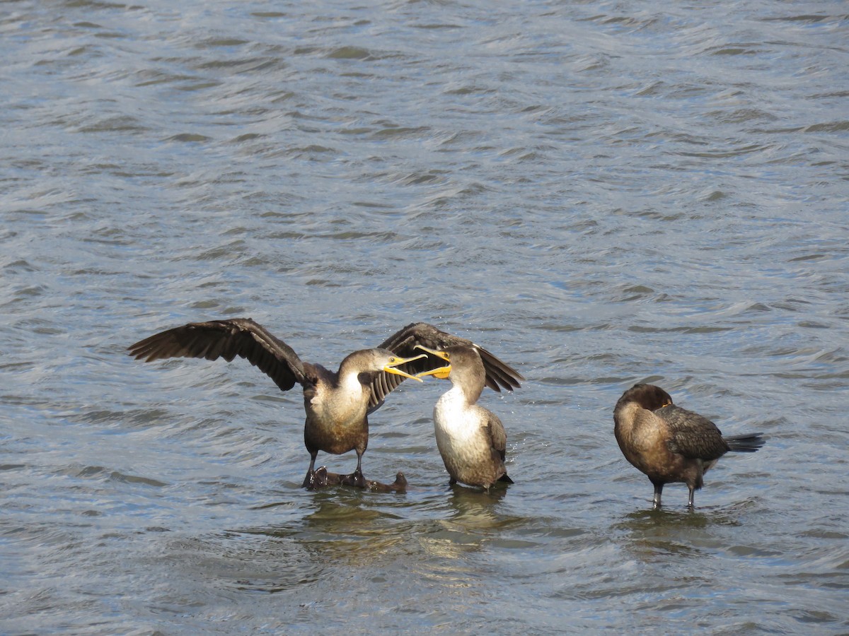 Double-crested Cormorant - ML644925076