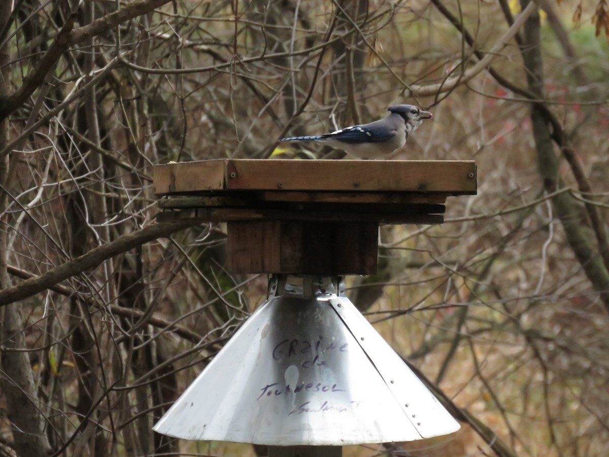 Blue Jay - ML644925099