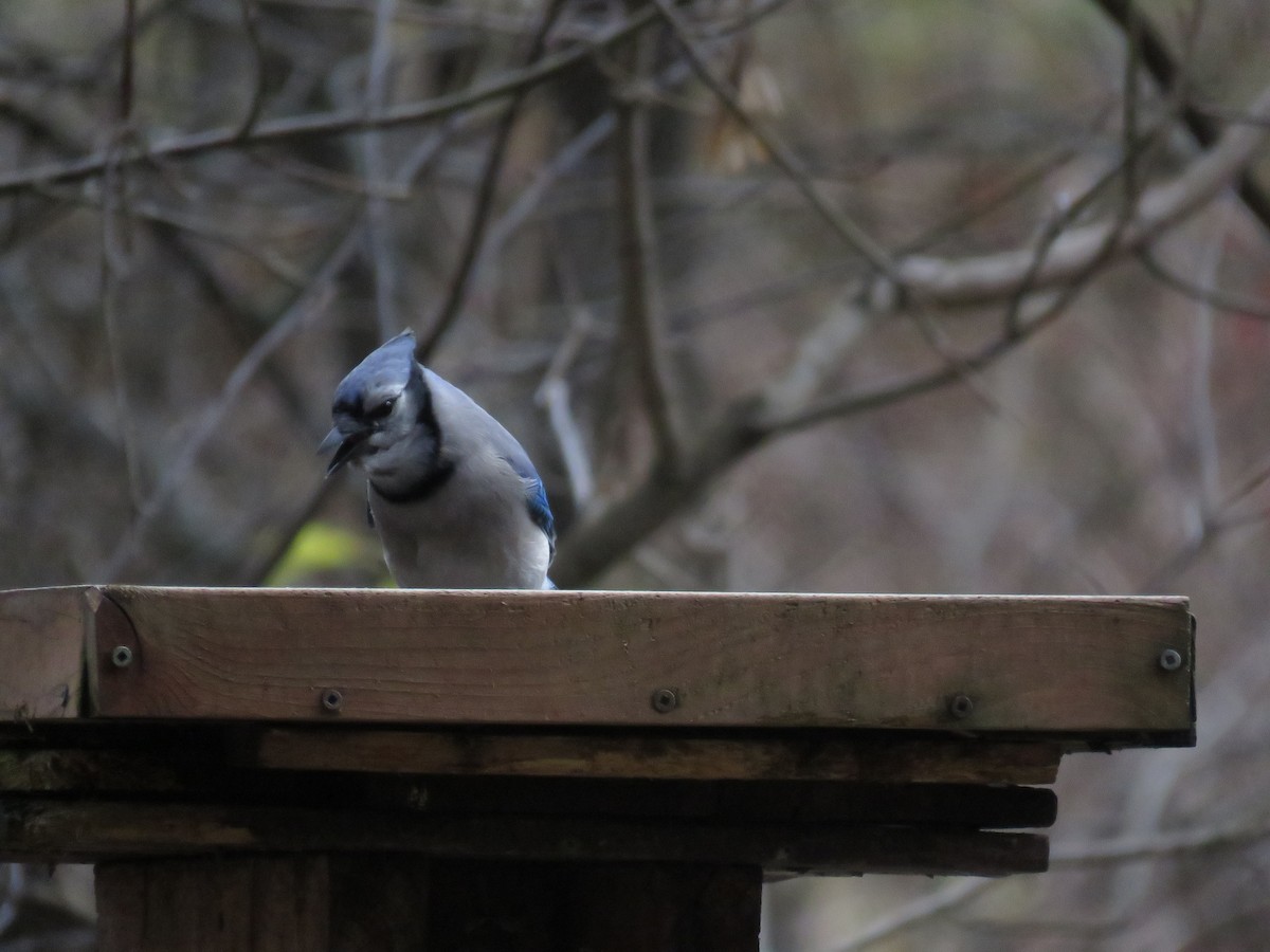 Blue Jay - ML644925100