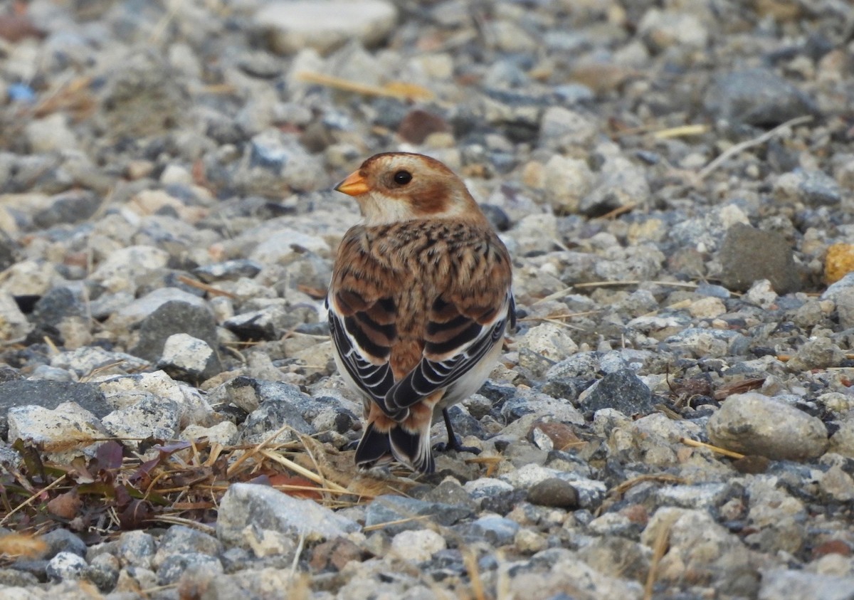 גיבתון שלג - ML644925120