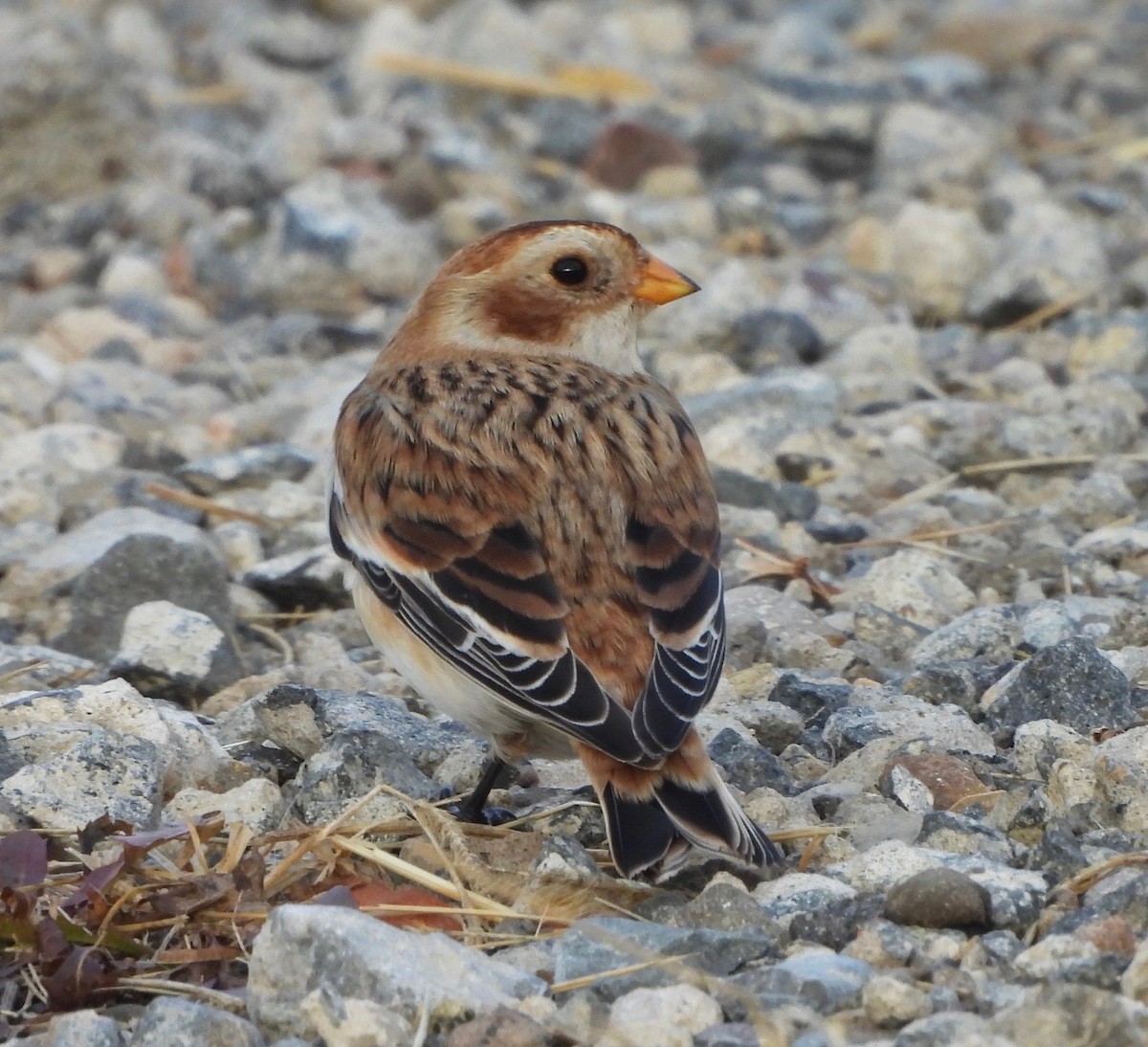 גיבתון שלג - ML644925121