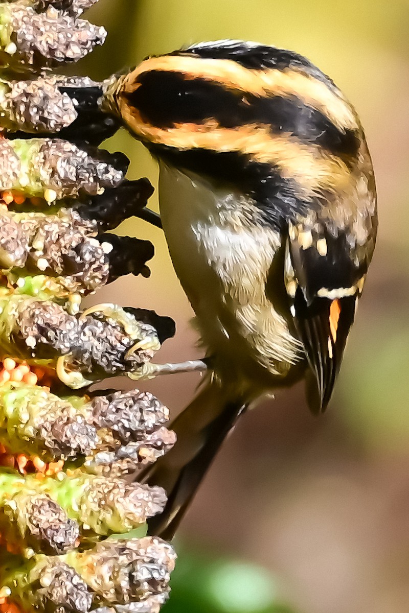 Thorn-tailed Rayadito - ML644925123