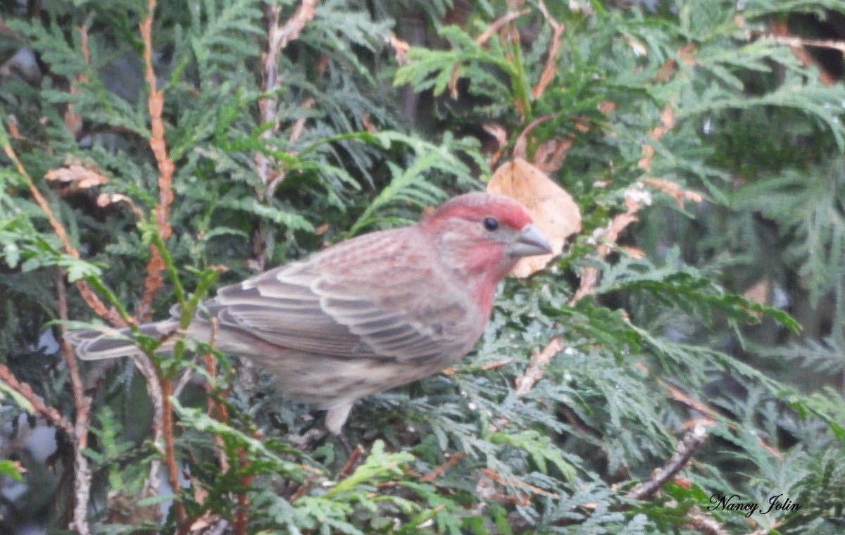 Roselin familier - ML644925132