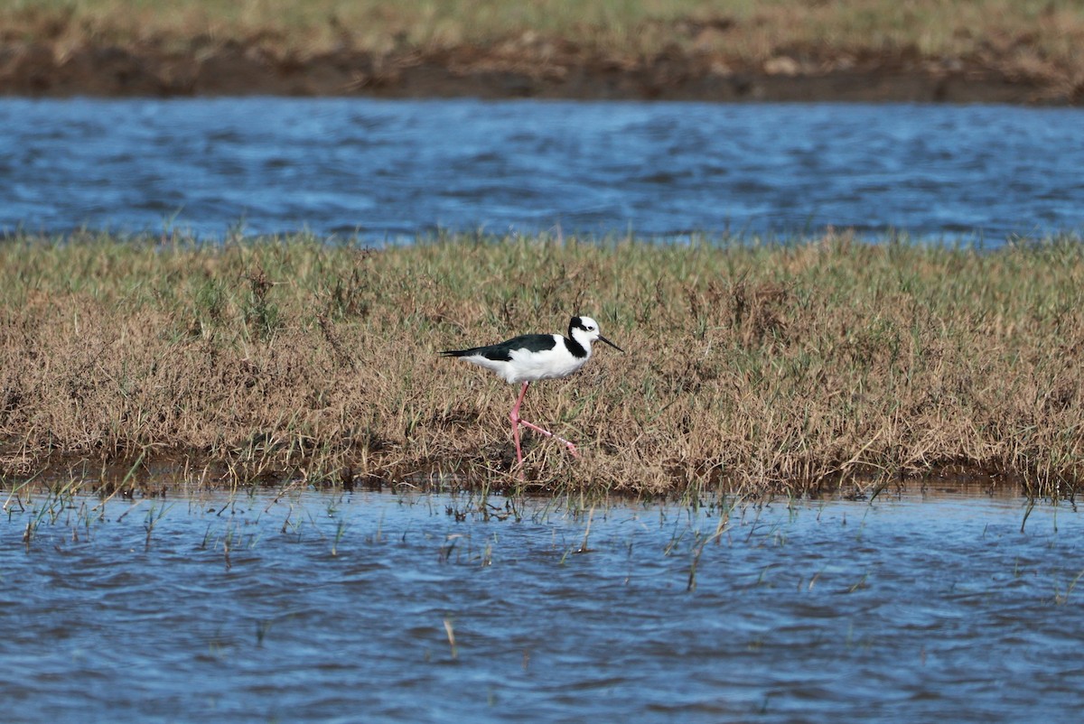 Black-necked Stilt (White-backed) - ML644925146