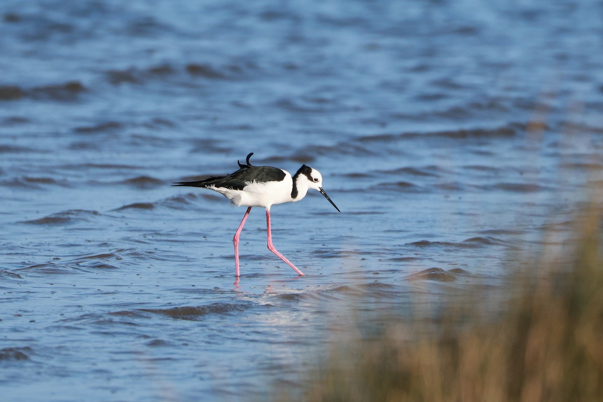 Black-necked Stilt (White-backed) - ML644925147