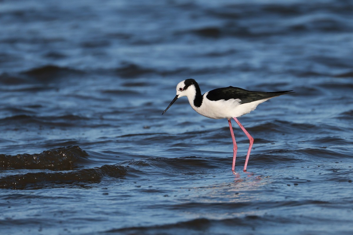 Black-necked Stilt (White-backed) - ML644925148