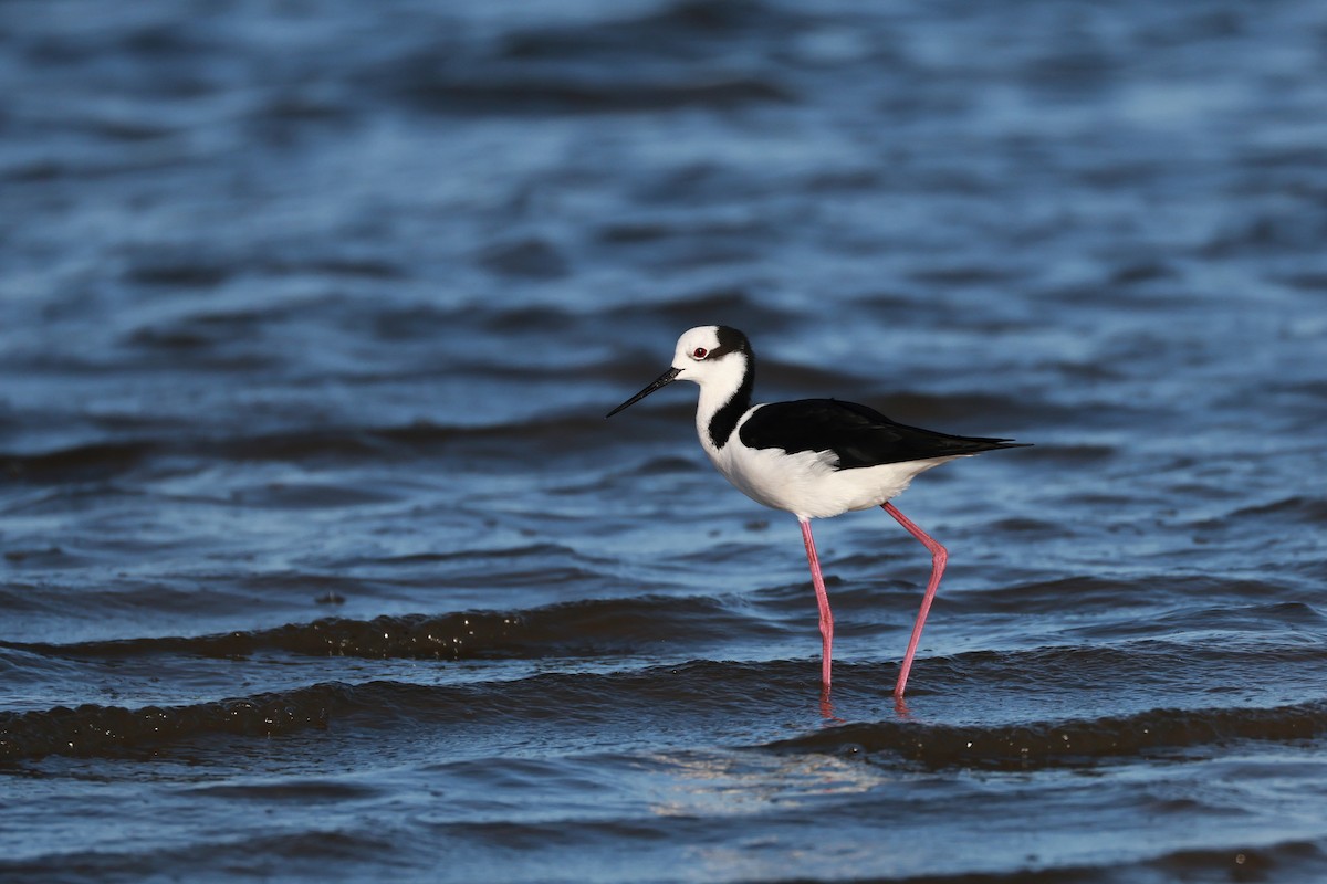 Black-necked Stilt (White-backed) - ML644925149