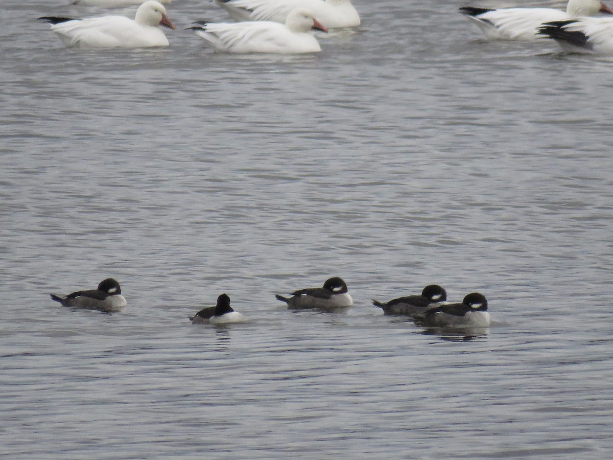 Гоголь-головастик - ML644925155