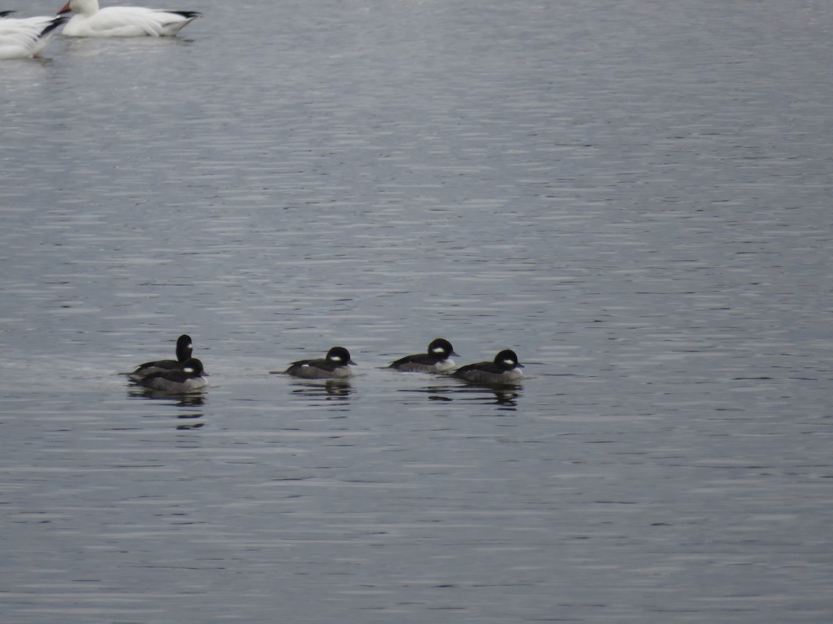 Гоголь-головастик - ML644925156