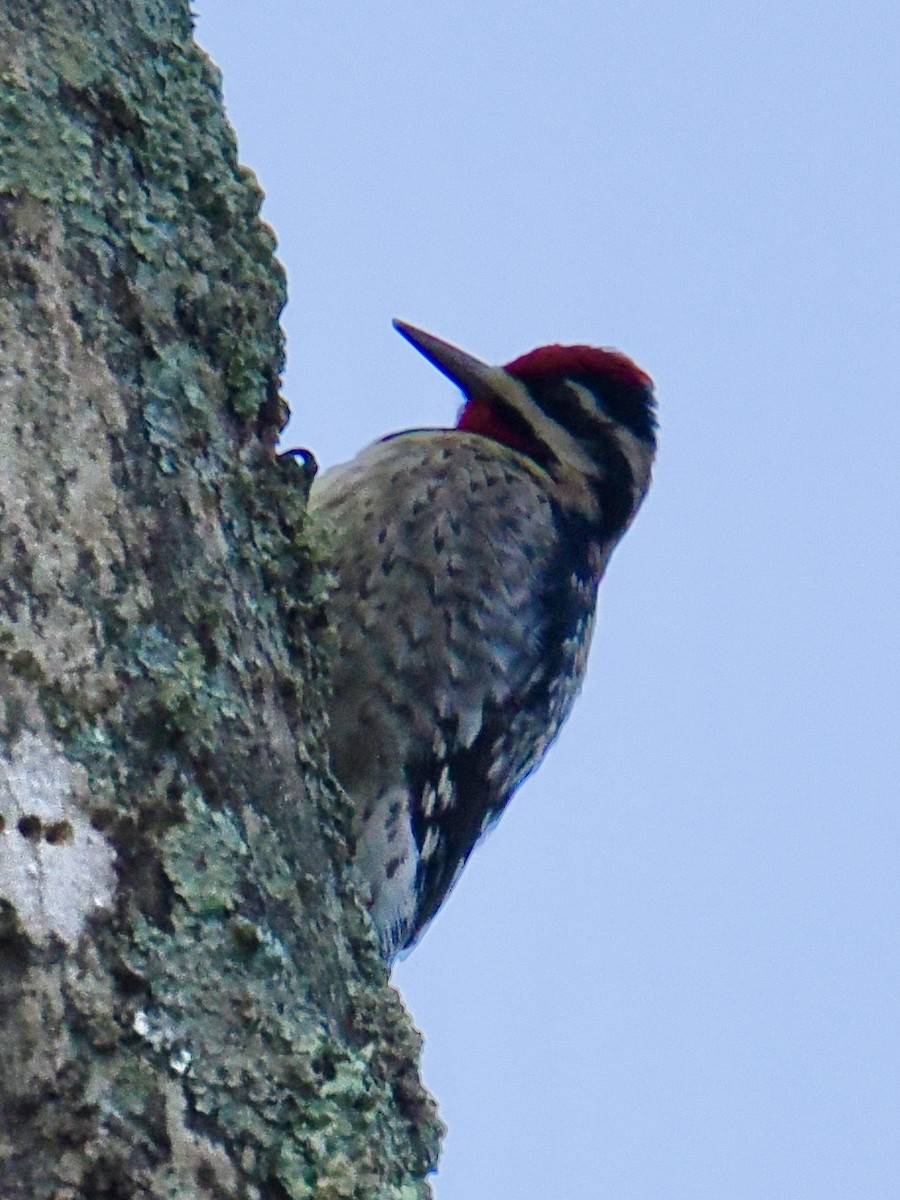 Yellow-bellied Sapsucker - ML644925157