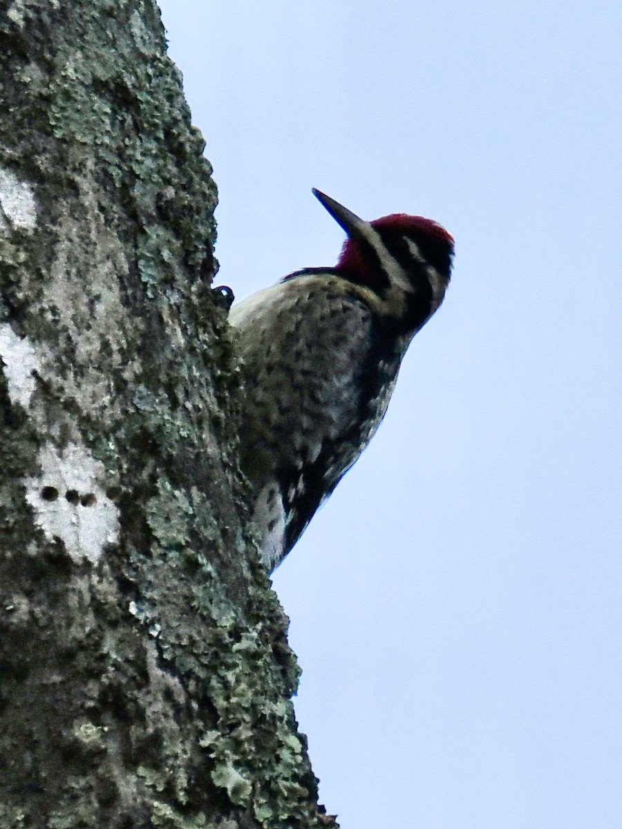 Yellow-bellied Sapsucker - ML644925158