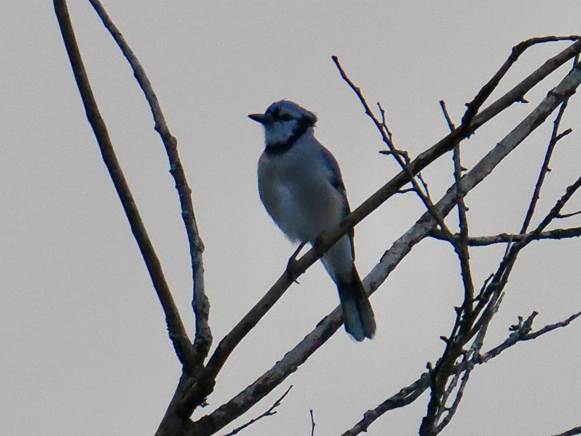 Blue Jay - ML644925166