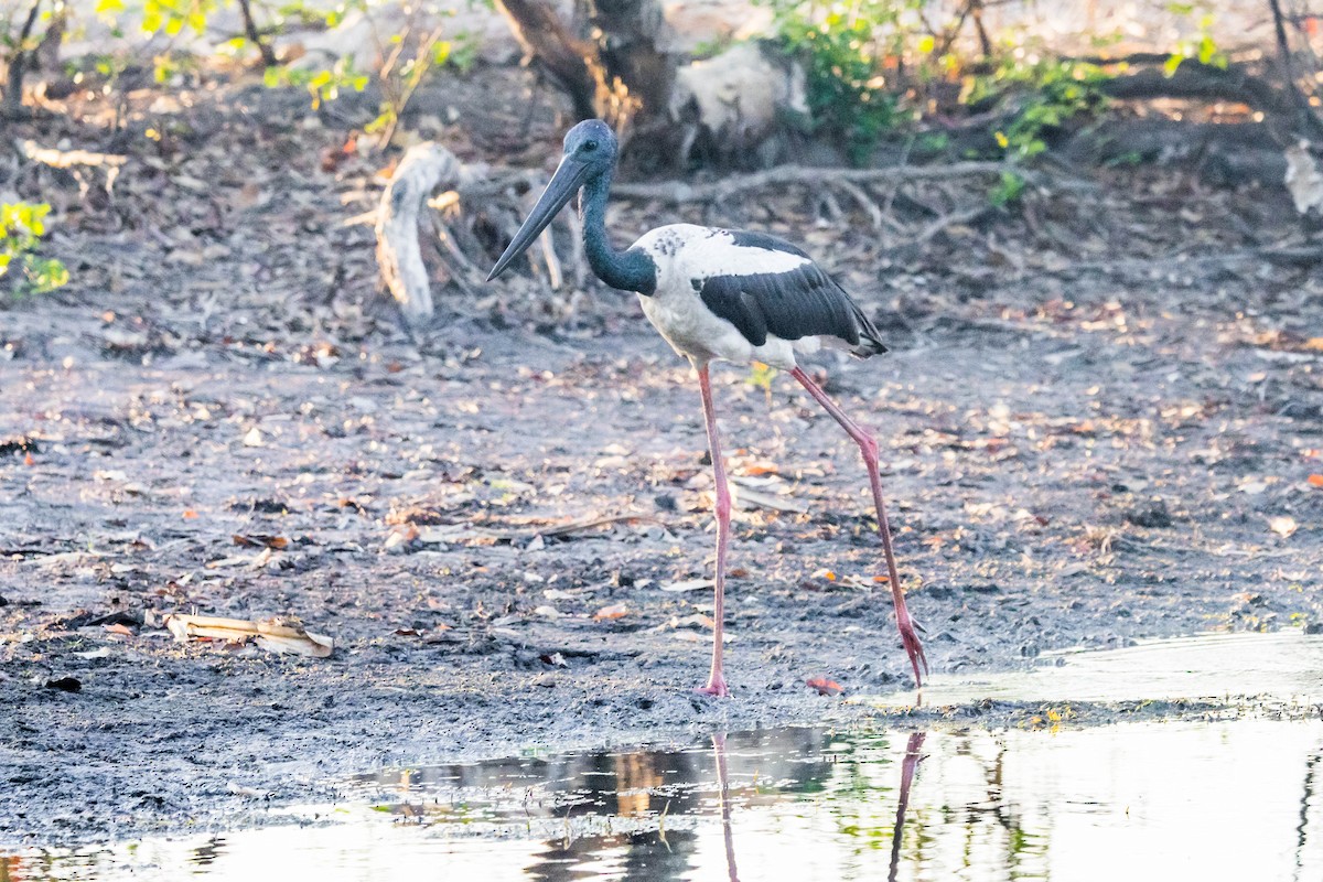 čáp černokrký - ML644925171