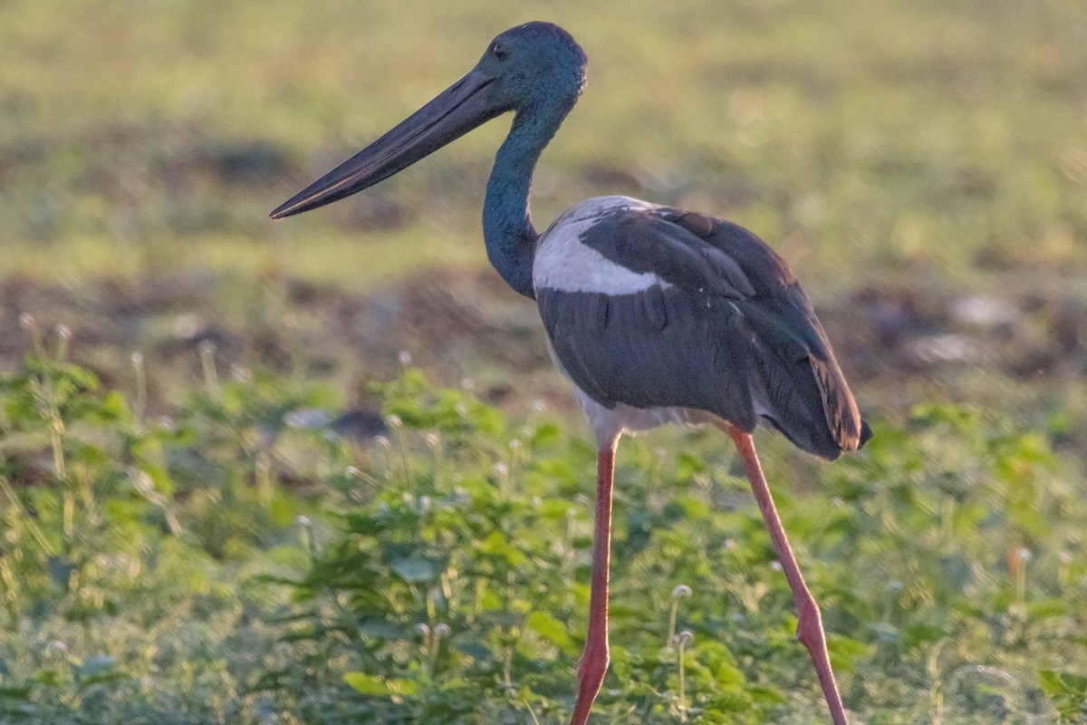 čáp černokrký - ML644925172