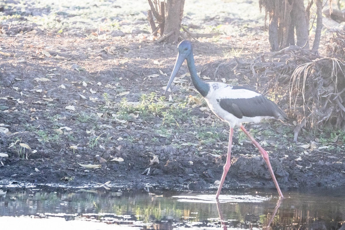 čáp černokrký - ML644925173