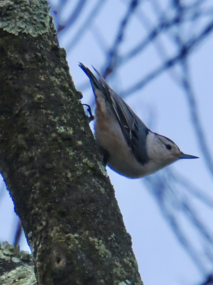 White-breasted Nuthatch - ML644925178