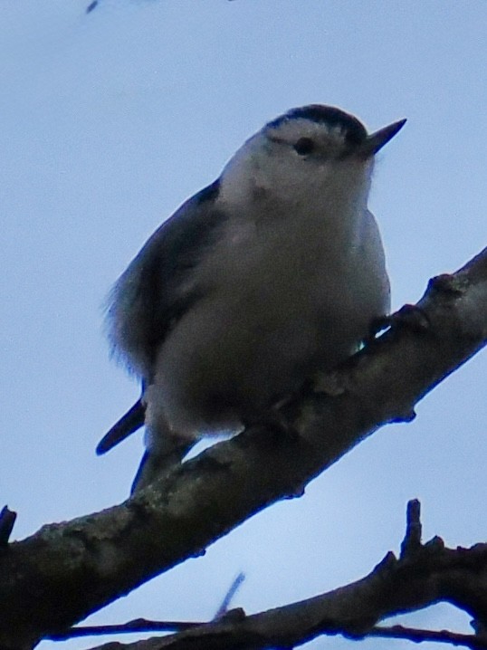 White-breasted Nuthatch - ML644925179