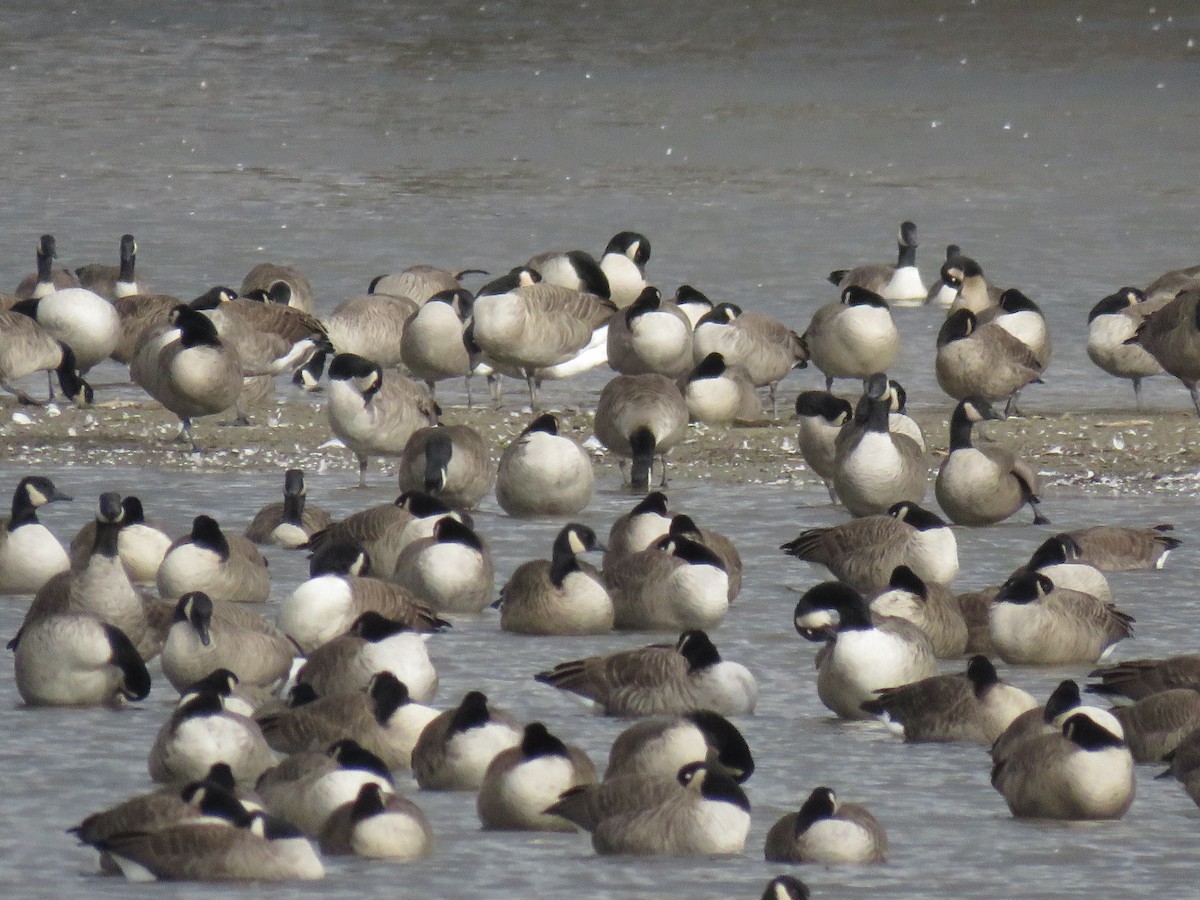 Canada Goose - ML644925180