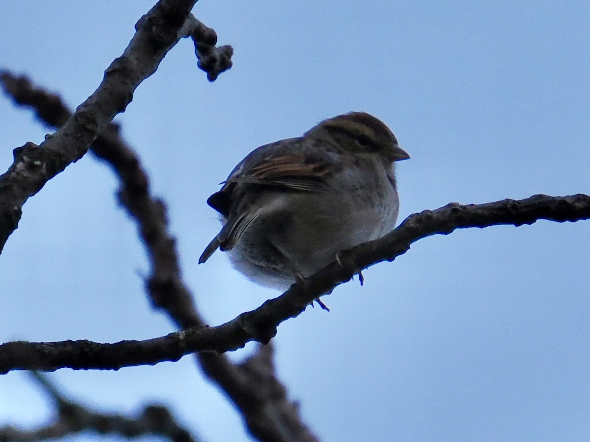 Chipping Sparrow - ML644925181