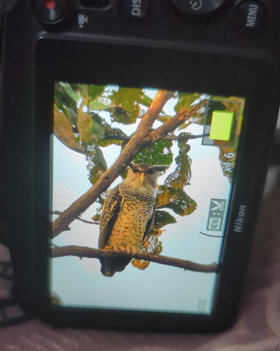 Spot-bellied Eagle-Owl - ML644925202