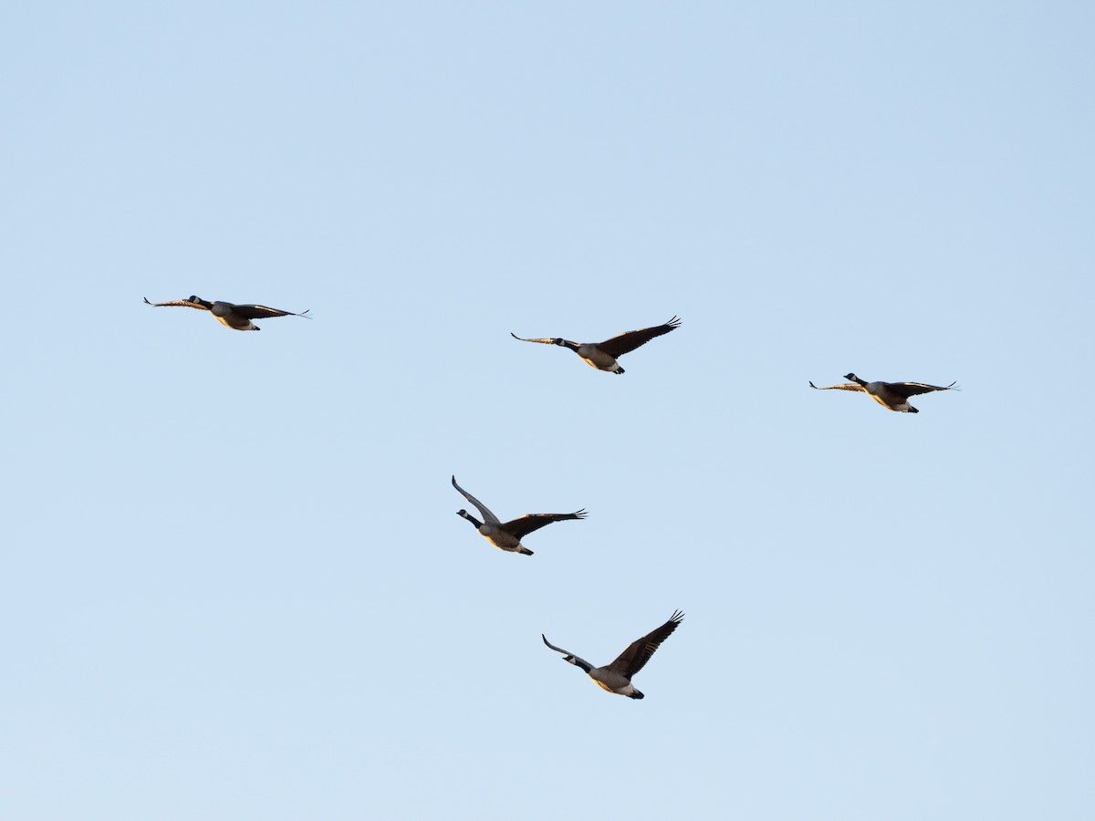 Canada Goose - ML644925234