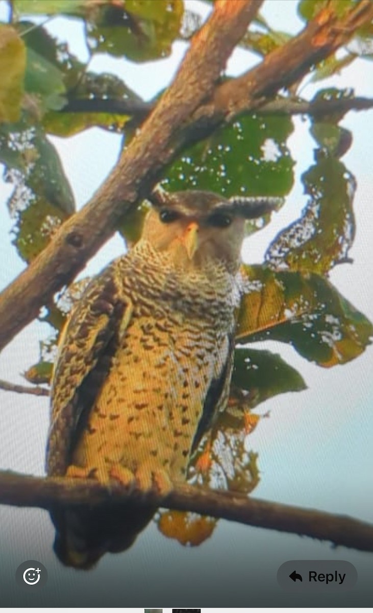 Spot-bellied Eagle-Owl - ML644925235