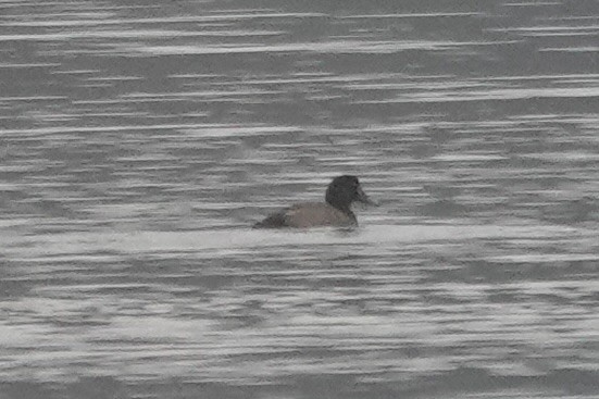 polák kaholka - ML644925242