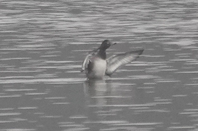 polák kaholka - ML644925243