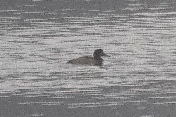 polák kaholka - ML644925244