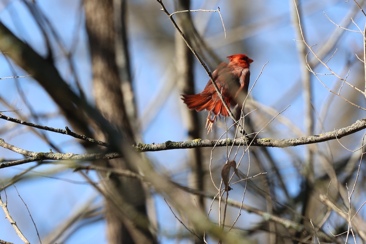 Northern Cardinal - ML644925251