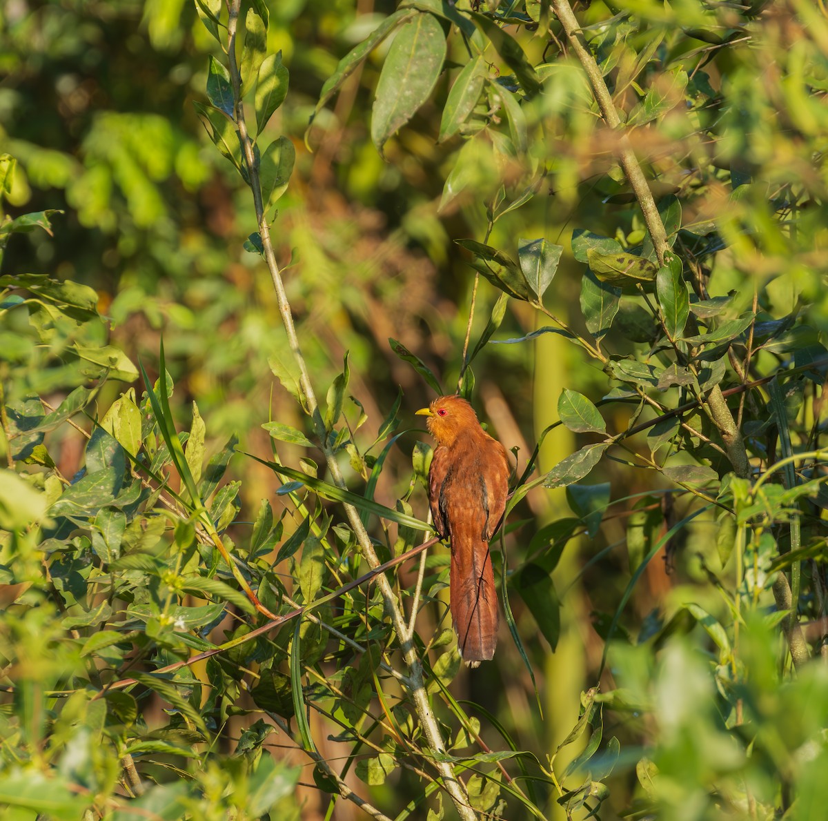 Little Cuckoo - ML644925280