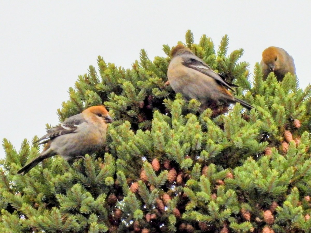 ギンザンマシコ - ML644925290