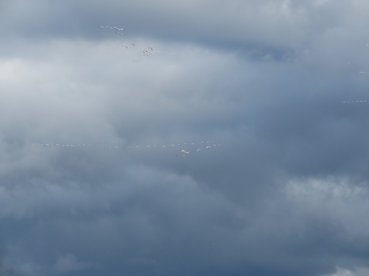 Oca delle nevi - ML644925298