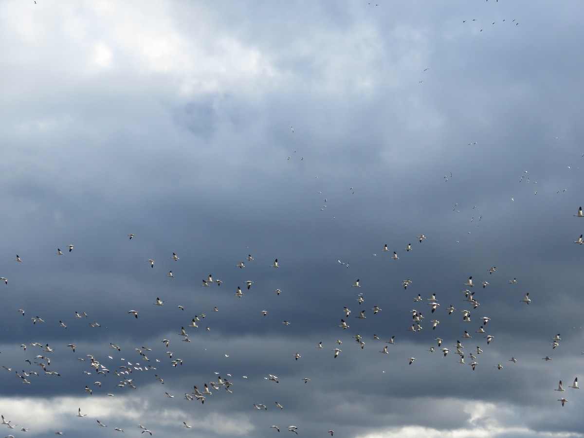 Oca delle nevi - ML644925299