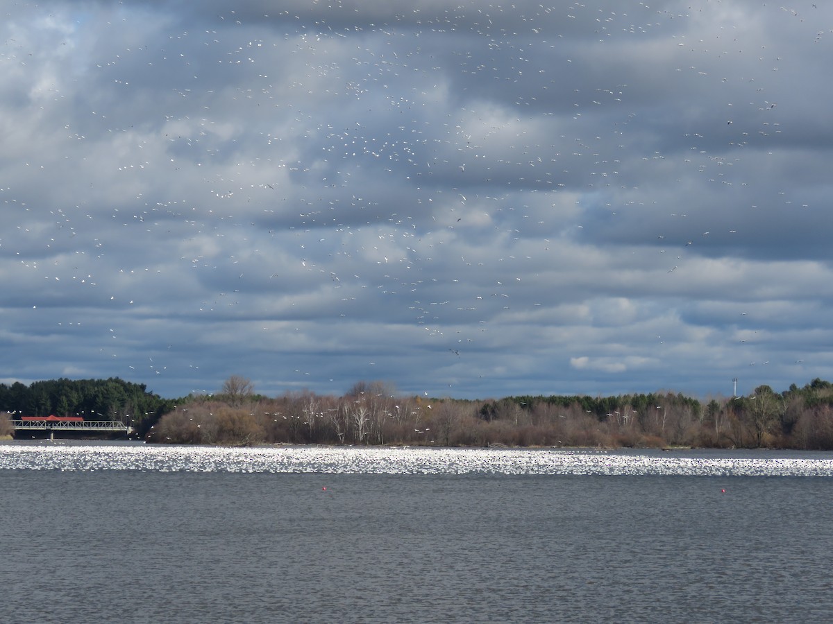 Oca delle nevi - ML644925300