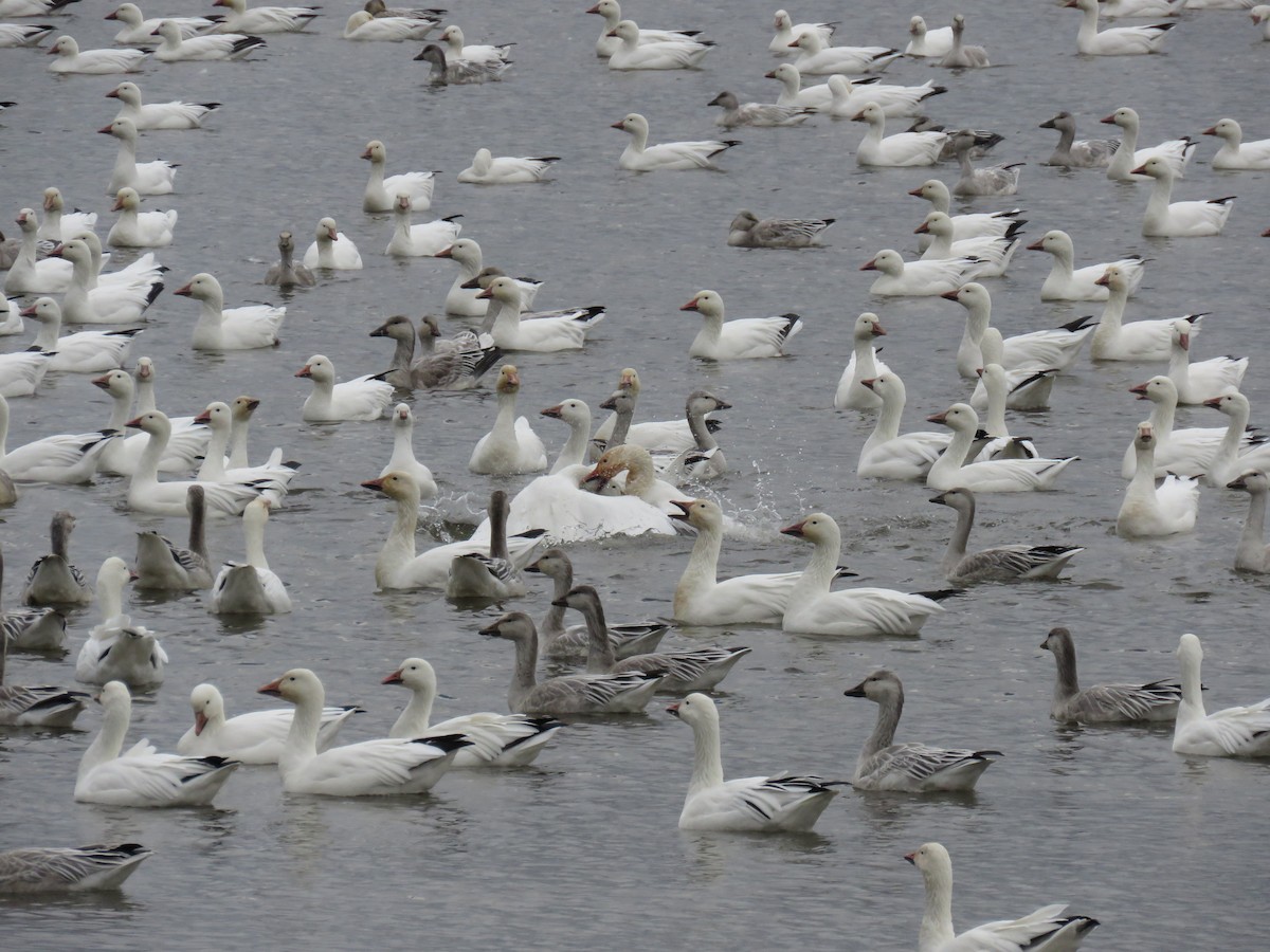 Oca delle nevi - ML644925301