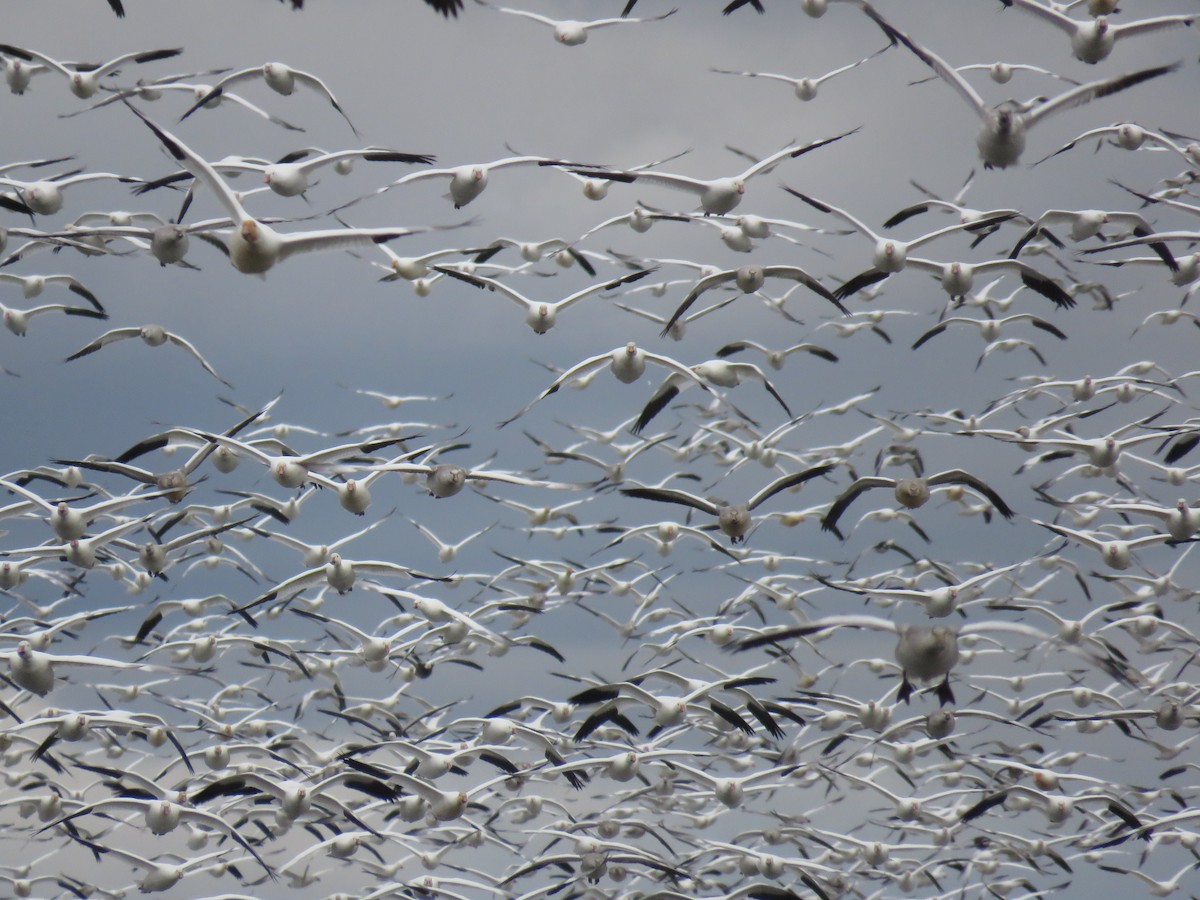 Oca delle nevi - ML644925304