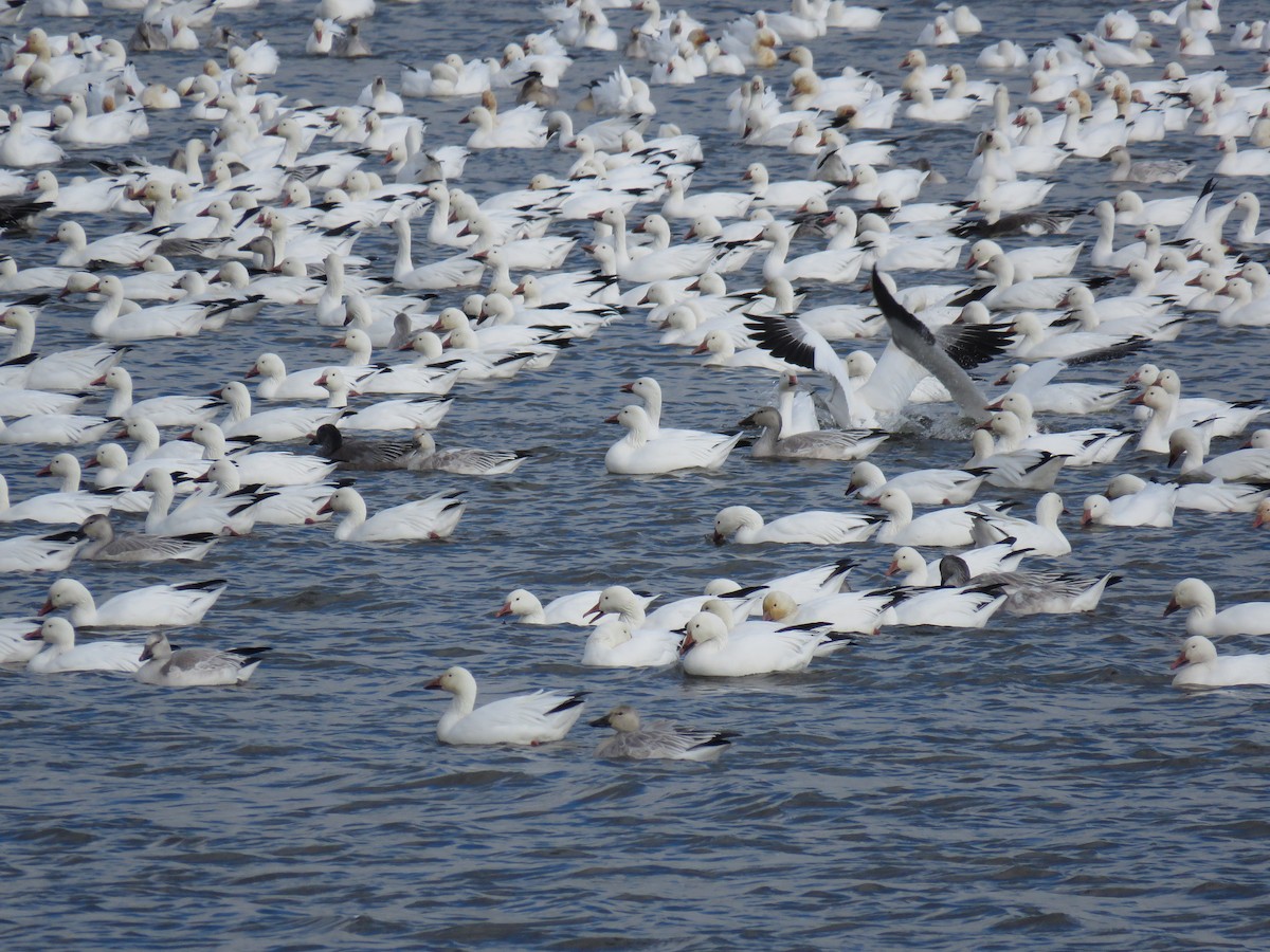 Oca delle nevi - ML644925305