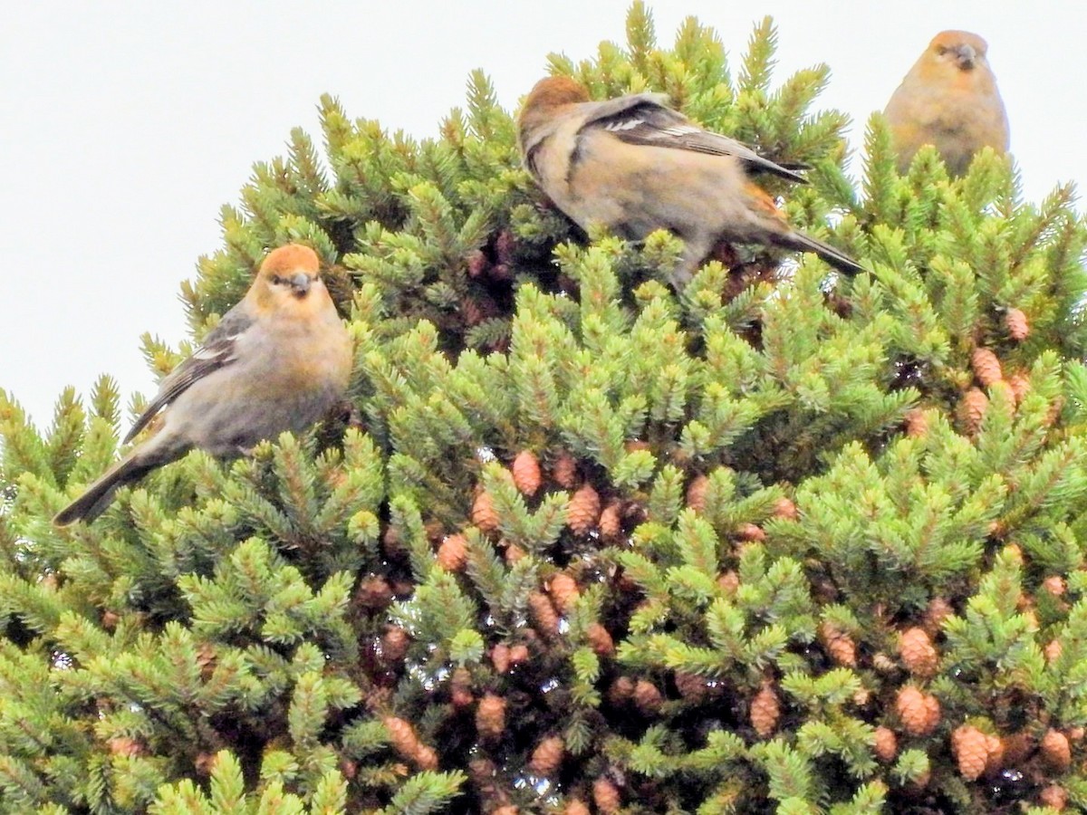 ギンザンマシコ - ML644925307