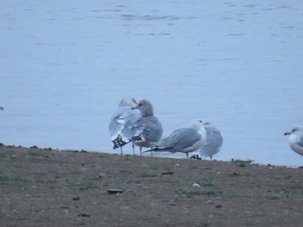 California Gull - ML644925312